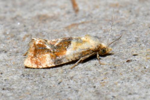 Cochylidia rupicola